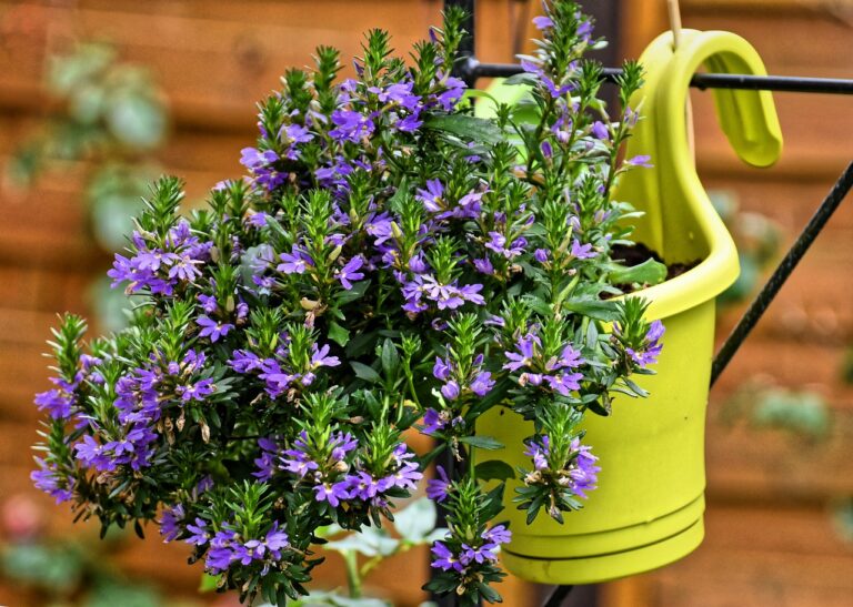 flower-4423217_1280