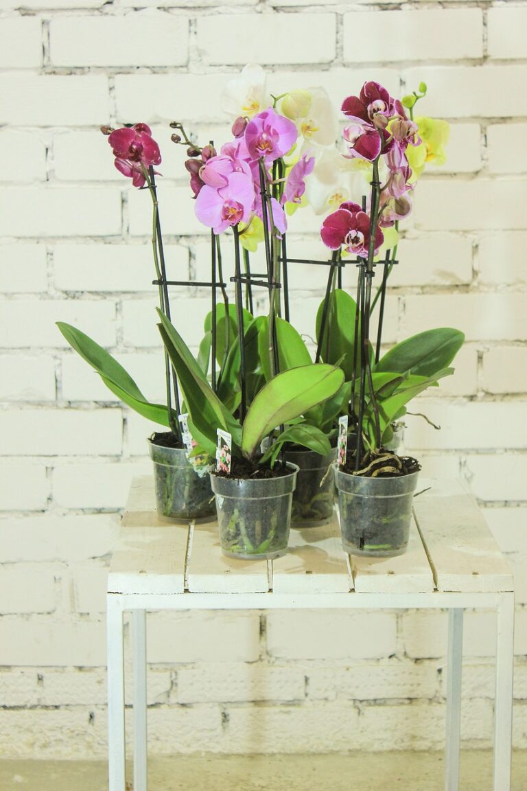 flowers-2597372_1280