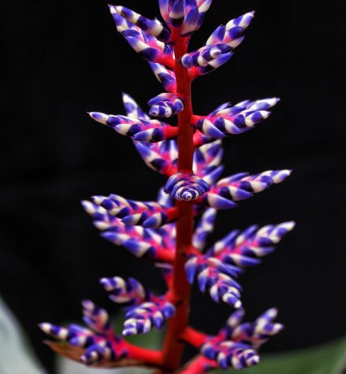 flower-86112_1280