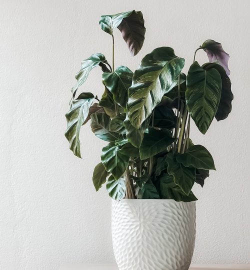 houseplant-7367379_1280
