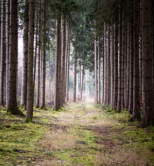 tree-6817547_1280